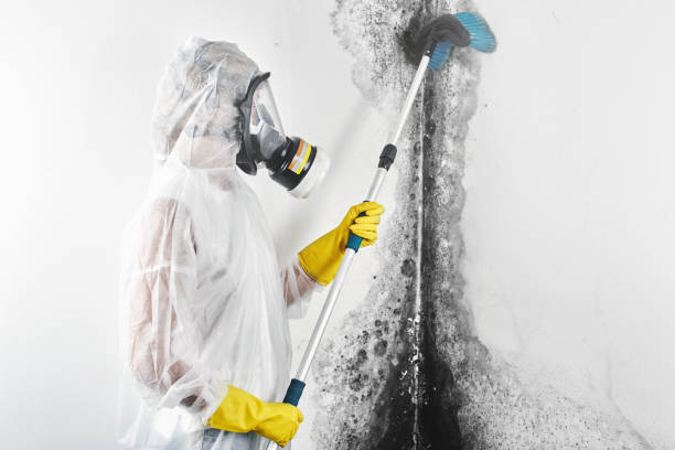 Reliable Port Dickinson, NY Mold Removal Solutions