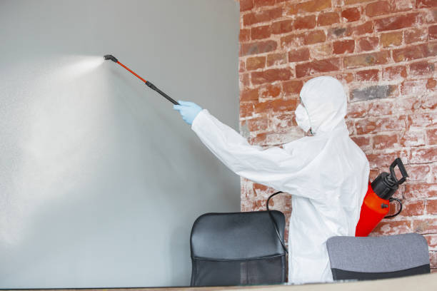 Best Environmental Consulting for Mold Prevention  in Port Dickinson, NY